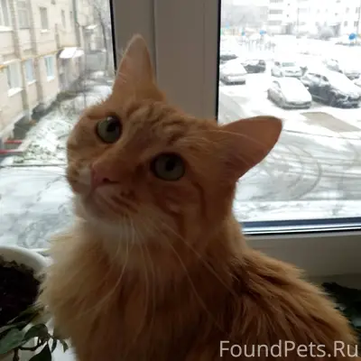 Пропал кот‼️ Убежал в районе ц...