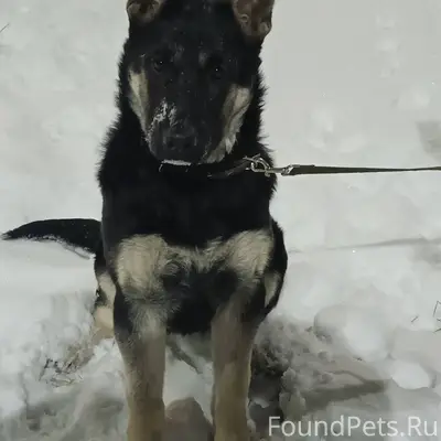 Помогите найти щенка, пожалуйс...