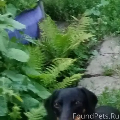 Пропала такса, по кличке Степа...