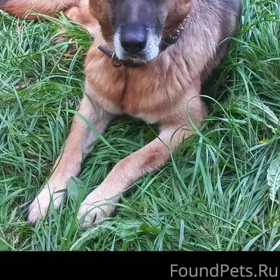 Поиск! У моей подруги пропала ...