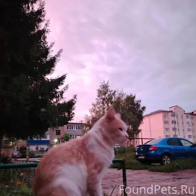 Пропал кот, если кто видел соо...