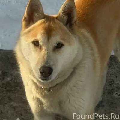 Потерялась собака по кличке Си...