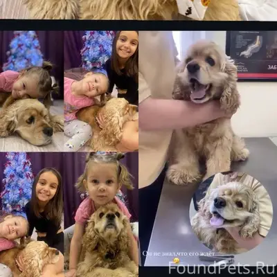 ❗️Пропала собака❗️ При прогулк...