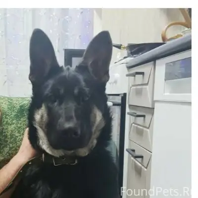 Пропала собака( щенок). Восточ...