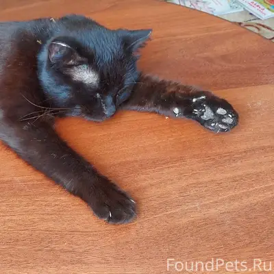 Пропал кот, черный, с зелёным ...
