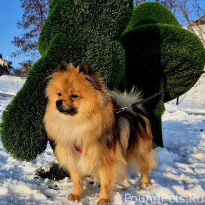 Пропала собака в районе ул. Во...