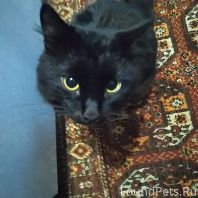 Пропал кот по кличке Тайсон, к...