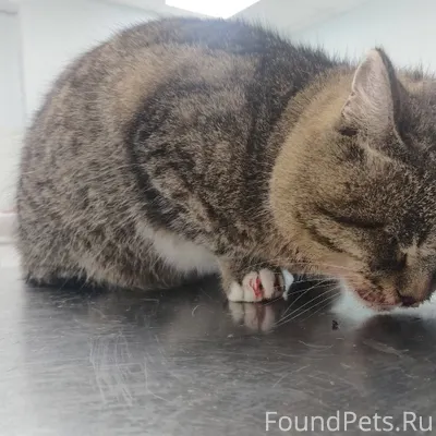 В районе дома Ломоносова 45 на...