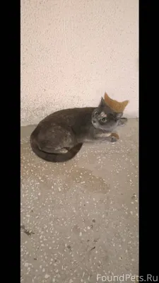 Потерялась кошечка. Найдена по...
