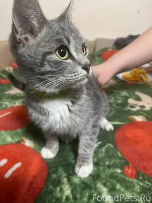 Найден котенок (Мальчик) в рай...