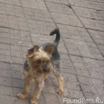 Добрый вечер. Ищем собаку, пот...