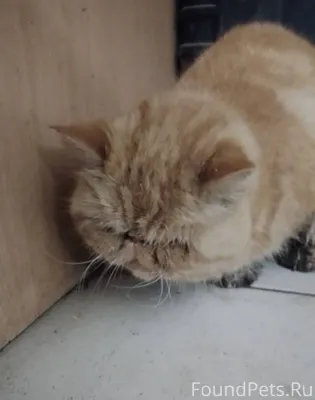 Найден кот или кошка в районе....