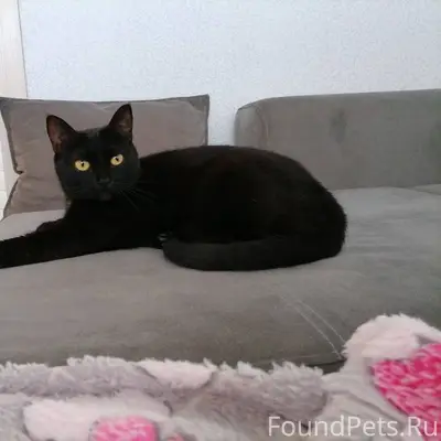 Пропала кошка еще летом, кличк...