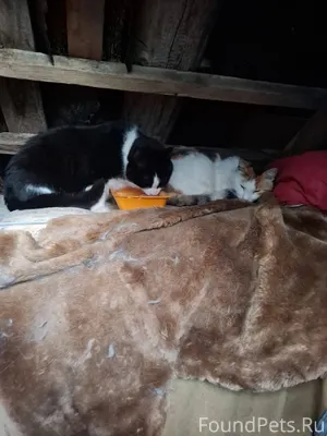 В районе вет.клиники на Дворцо...