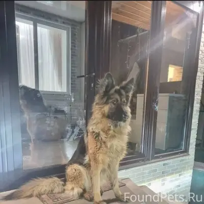 Найдена собака немецкая овчарк...