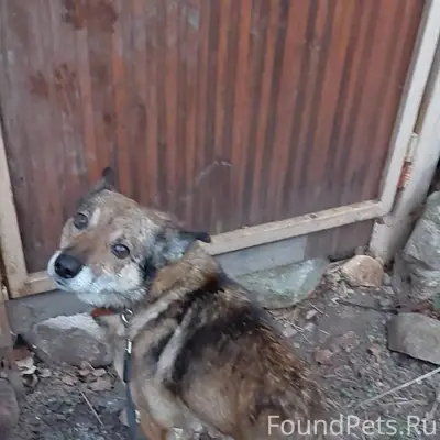 Потерялся пёс. Окрас рыжеватый...