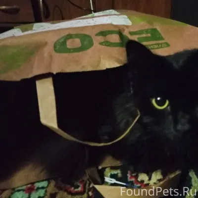 Пропал кот. Бежица, Район Ново...