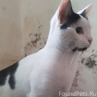 Найден котёнок. Вроде мальчик....