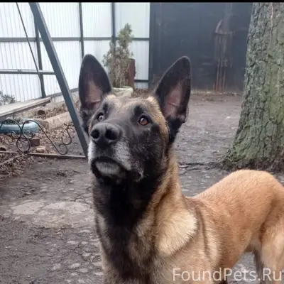 Пропала собака!!! Порода Бельг...