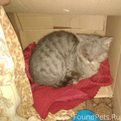 НАЙДЕНА КОШКА!!! Пришла к маме...