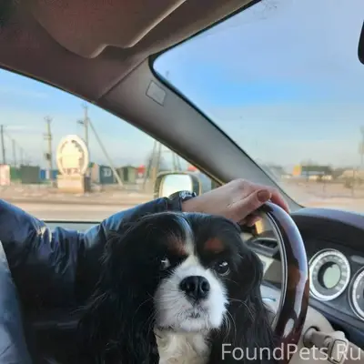 Пропала собака породы кавалер ...
