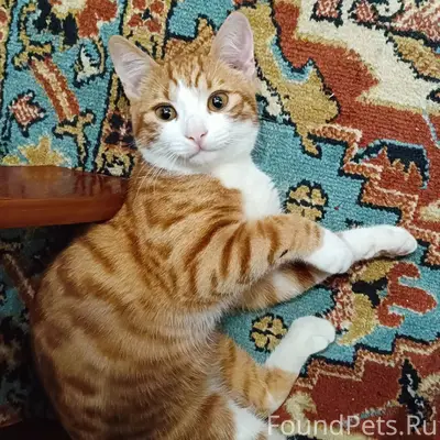 Пропал кот в районе тюлевки СГ...