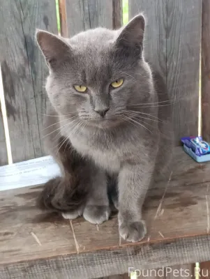 Пропал кот в районе улиц .Тран...