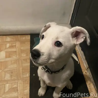 ‼️Найден щенок!!! По адресу Са...