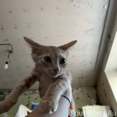 Г. Владимир. Найден котенок, в...