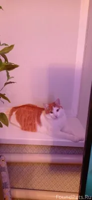 ‼️🆘Пропал кот по кличке Кузьма...