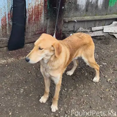 Добрый вечер. Пропала охотничь...