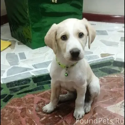 Найден нелелю назад щенок лабр...
