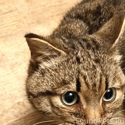 На Победы 1 найден кот, может....