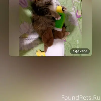 Пропала кошка, район комсомоль...