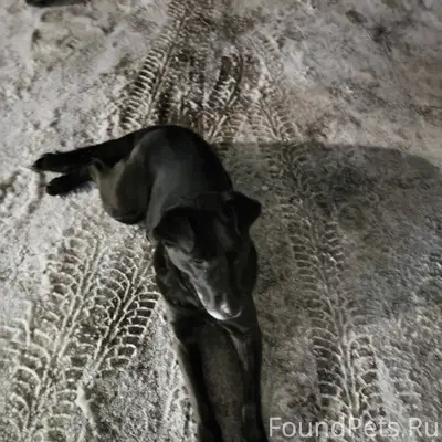 Привязалась собака чёрная, упи...