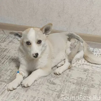 18 декабря потерялся пёс, по к...