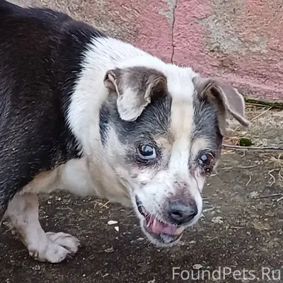 Ржев ❗❗ЗАМЕЧЕНА СОБАКА❗❗ Район...