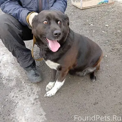 Потерялась собака. Крупная, в ...