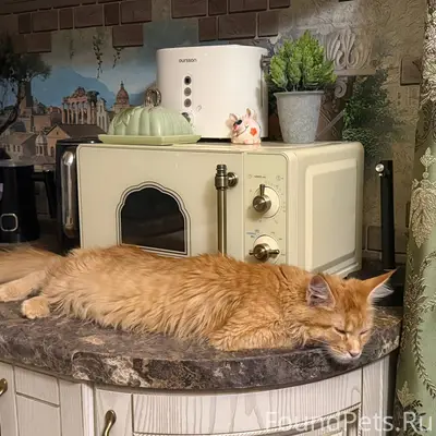 Пропала кошка породы Мейн-кун ...