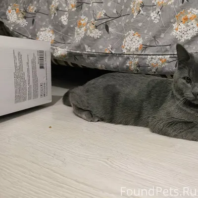 Найдена кошка по улице Герцена...