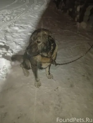 Сегодня утром к нам пришёл пес...