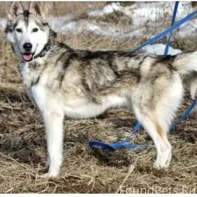 ГАТЧИНА! ВАЙЯ, ЛО! __22. 12. 2...