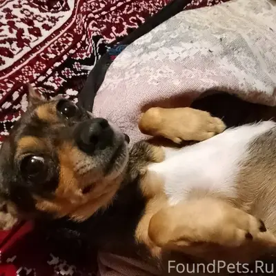 Вчера у нас потерялся пес(маль...