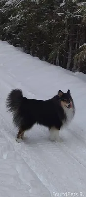 Г. Мураши (просим максимальный...