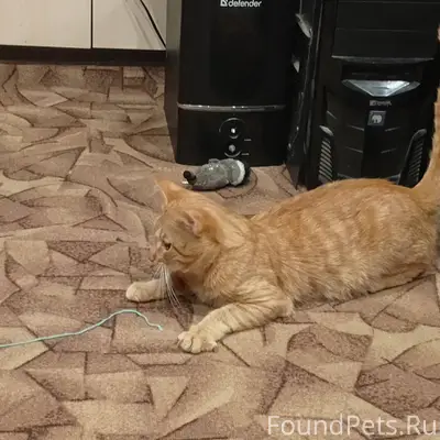 ПРОПАЛ КОТ В СУЩЕВО, ОТКЛИКАЕТ...