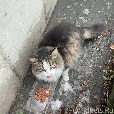 Найден кот на Аникина! Может к...
