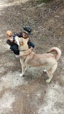 ПОТЕРЯЛСЯ любимый пес, по клич...