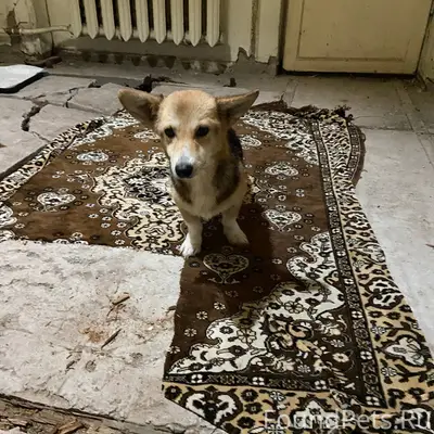 Найдена собака на трассе старо...