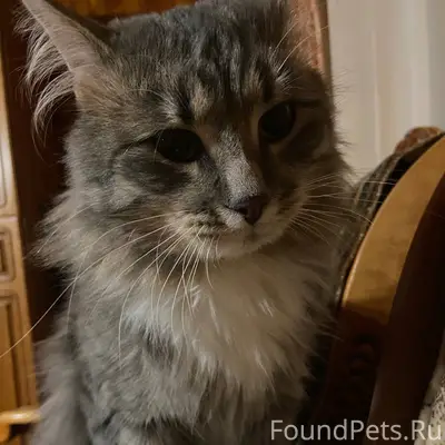 Здравствуйте, пропал кот в рай...