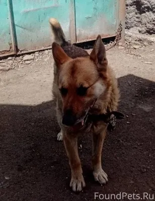 Потерялся пёс. Мальчик. Кличка...